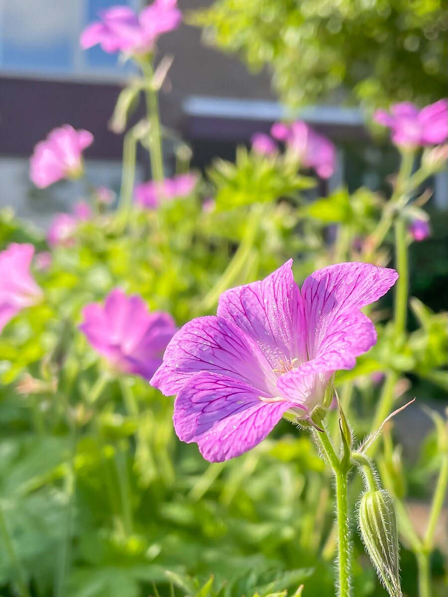 De Mérodelaan 7, 9721 XA Groningen - € 400.000 k.k. - Boekholt & partners makelaars Groningen