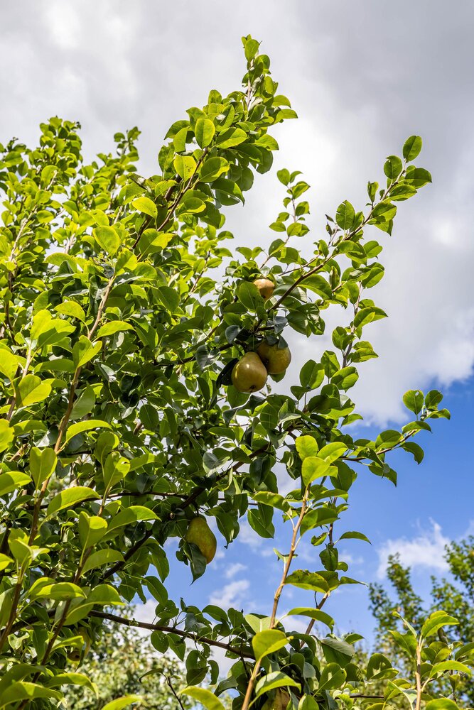 Krassumerstraat 23, 9893 PH Garnwerd - € 625.000 k.k. - Boekholt & partners makelaars Groningen